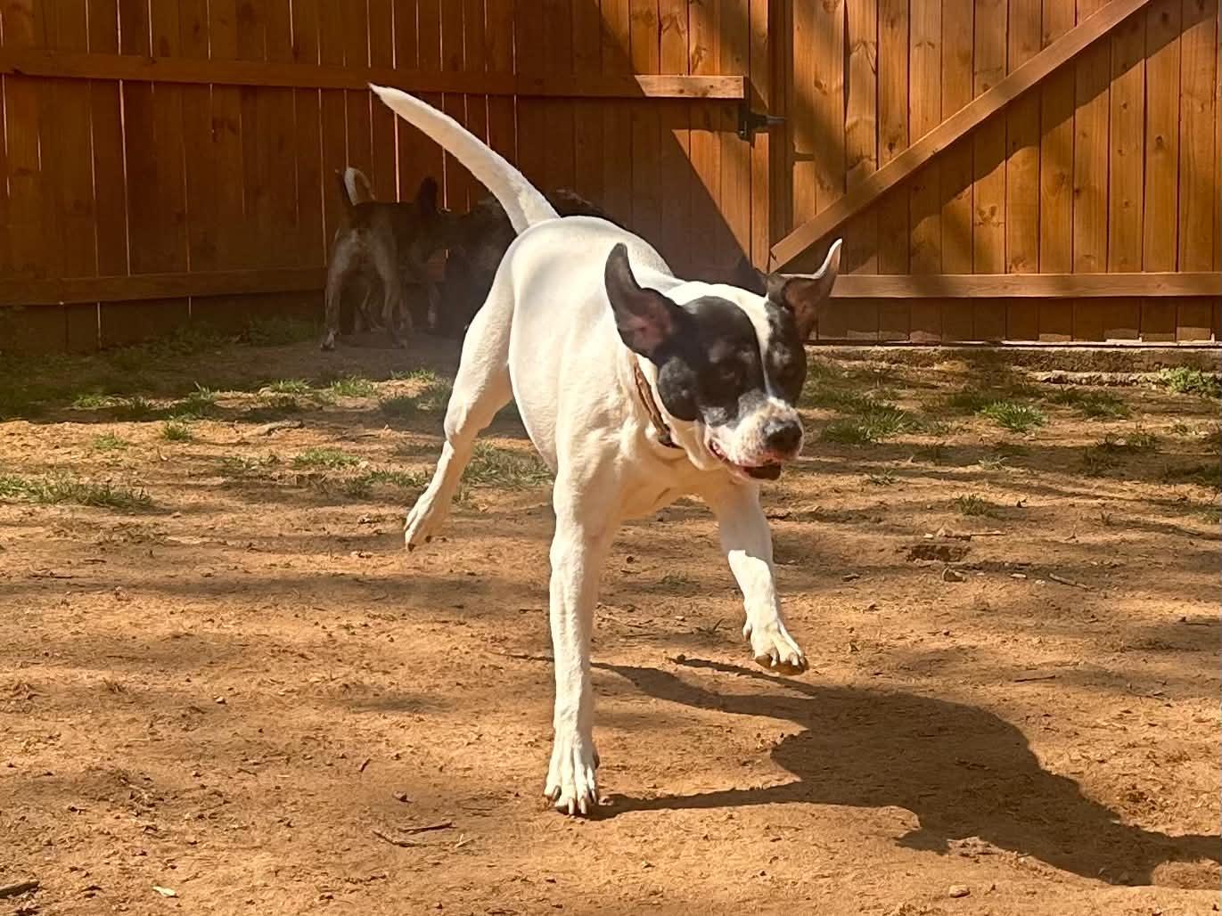 Enlarge Jason, a ADOPTABLE mixed breed in Atlanta, GA image 2/6