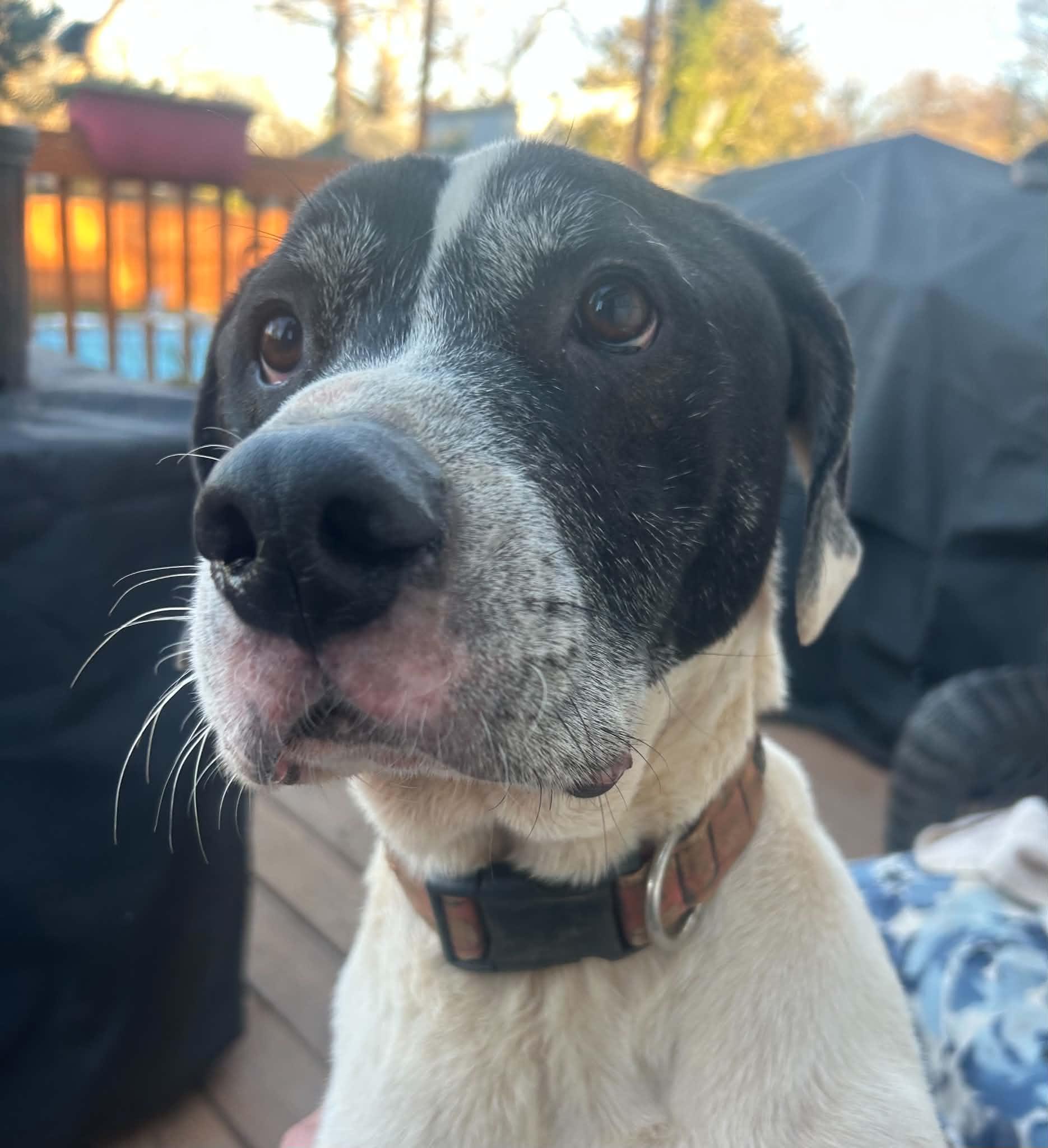 Jason, ADOPTABLE, Adult Male Pointer & Hound.