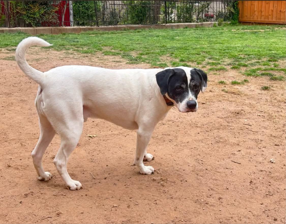 Enlarge Jason, a ADOPTABLE mixed breed in Atlanta, GA image 5/6