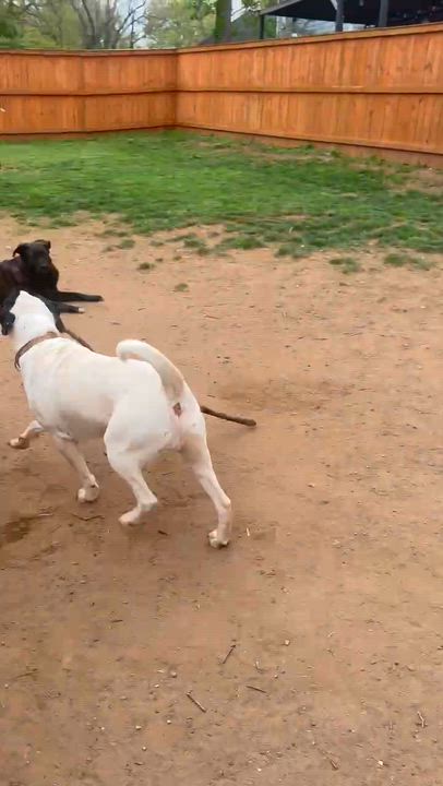Enlarge Jason, a ADOPTABLE mixed breed in Atlanta, GA video 6/6