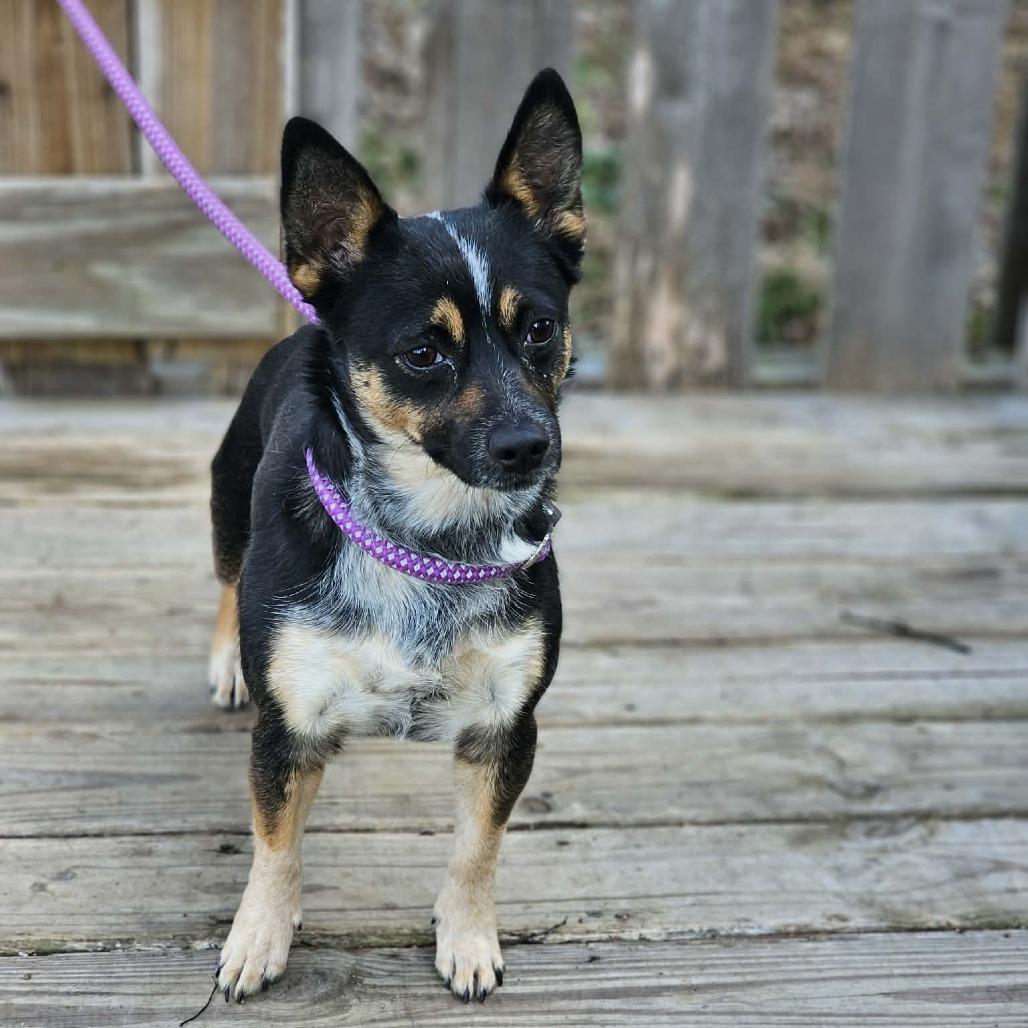 Missy, Adoptable, Adult Female Australian Cattle Dog / Blue Heeler & Mixed Breed.