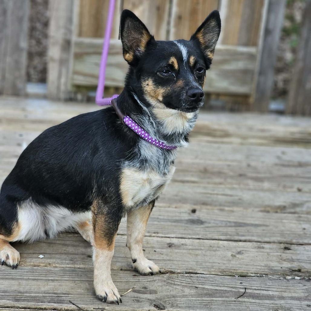 Enlarge Missy, a Adoptable mixed breed in Pulaski, TN image 2/2