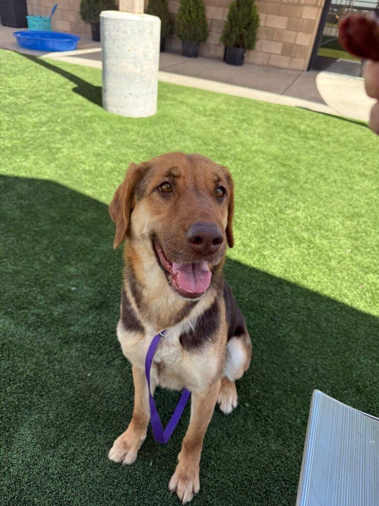 Ambrosia, Adoptable, Adult Female German Shepherd Dog & Mixed Breed.