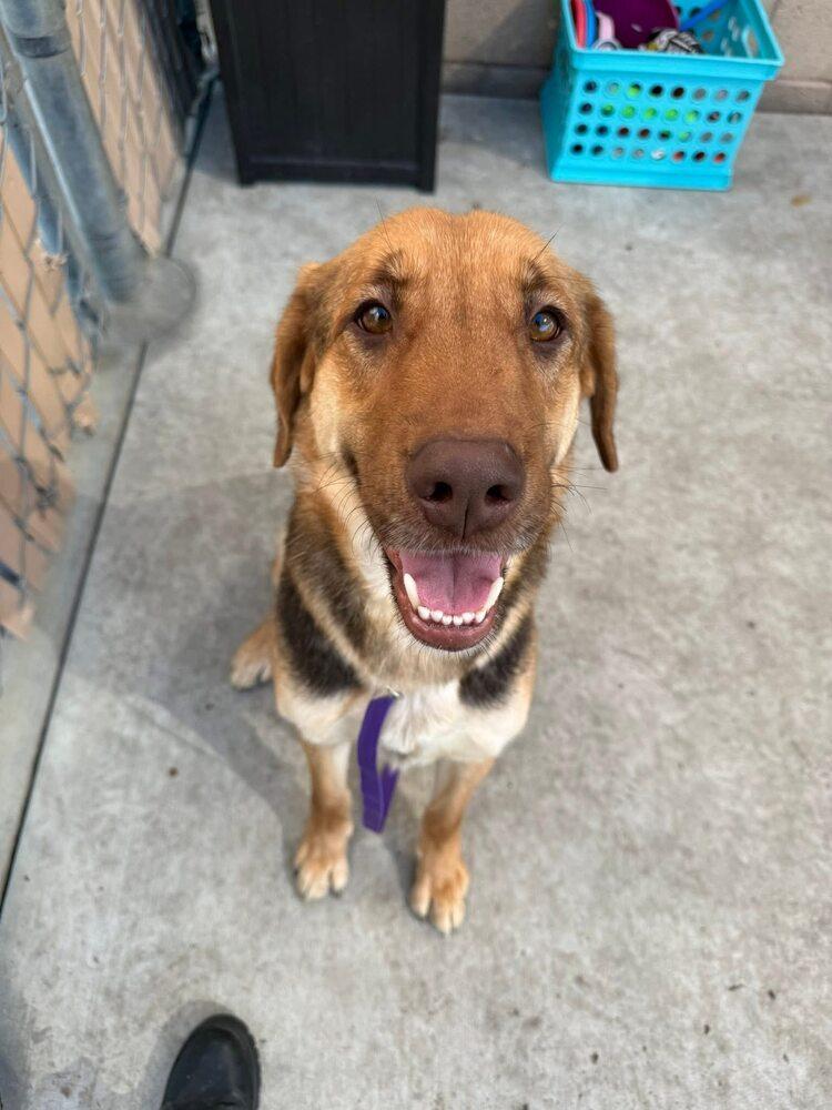 Enlarge Ambrosia, a Adoptable mixed breed in Calgary, AB image 3/4