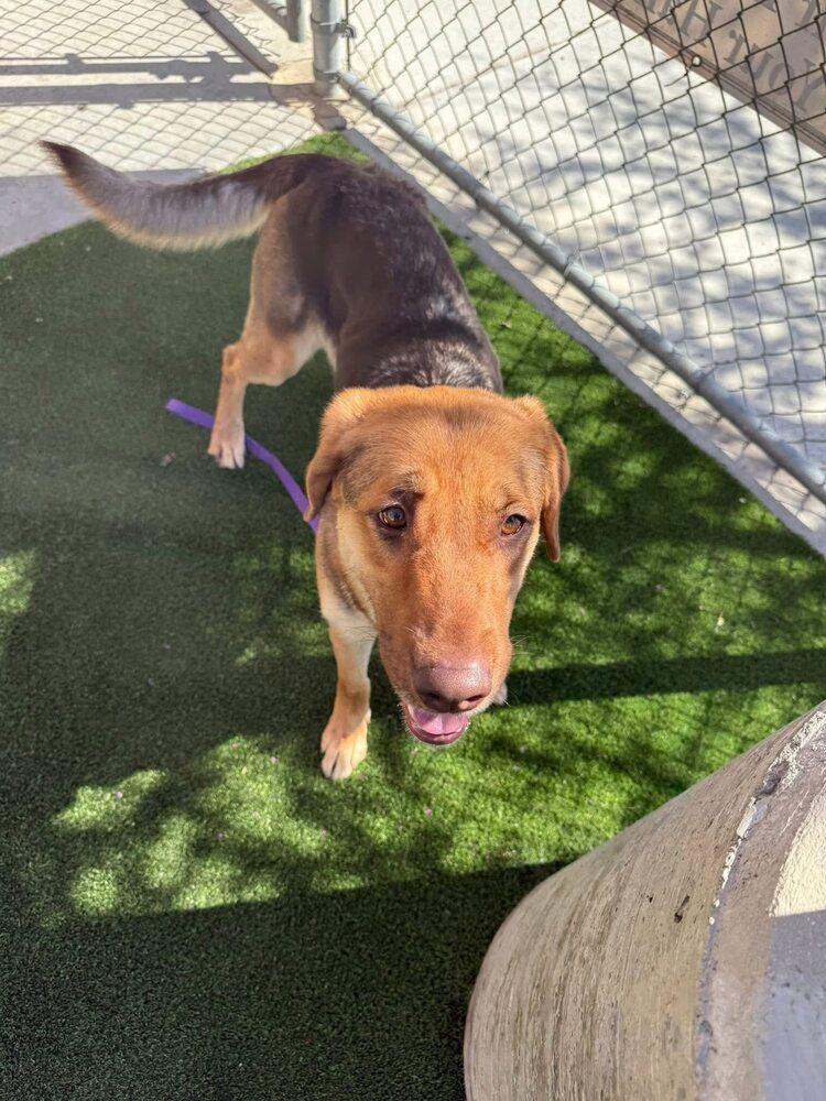 Enlarge Ambrosia, a Adoptable mixed breed in Calgary, AB image 4/4