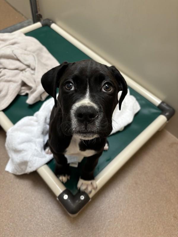 Enlarge Max Goof, a Adoptable mixed breed in Santa Rosa, CA image 1/1