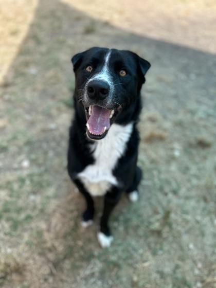 Enlarge Grimble (in foster), a Adoptable mixed breed in San Marcos, TX image 1/3