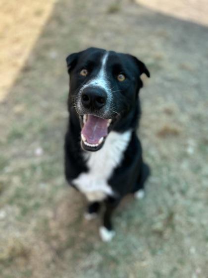 Enlarge Grimble (in foster), a Adoptable mixed breed in San Marcos, TX image 2/3