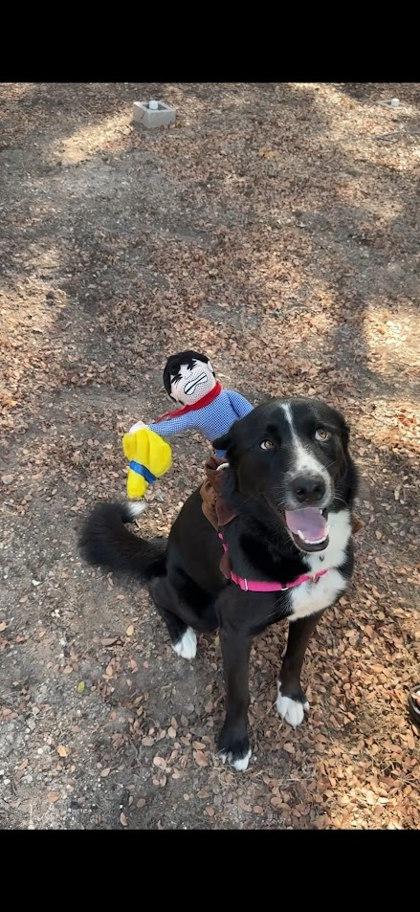 Enlarge Grimble (in foster), a Adoptable mixed breed in San Marcos, TX image 3/3