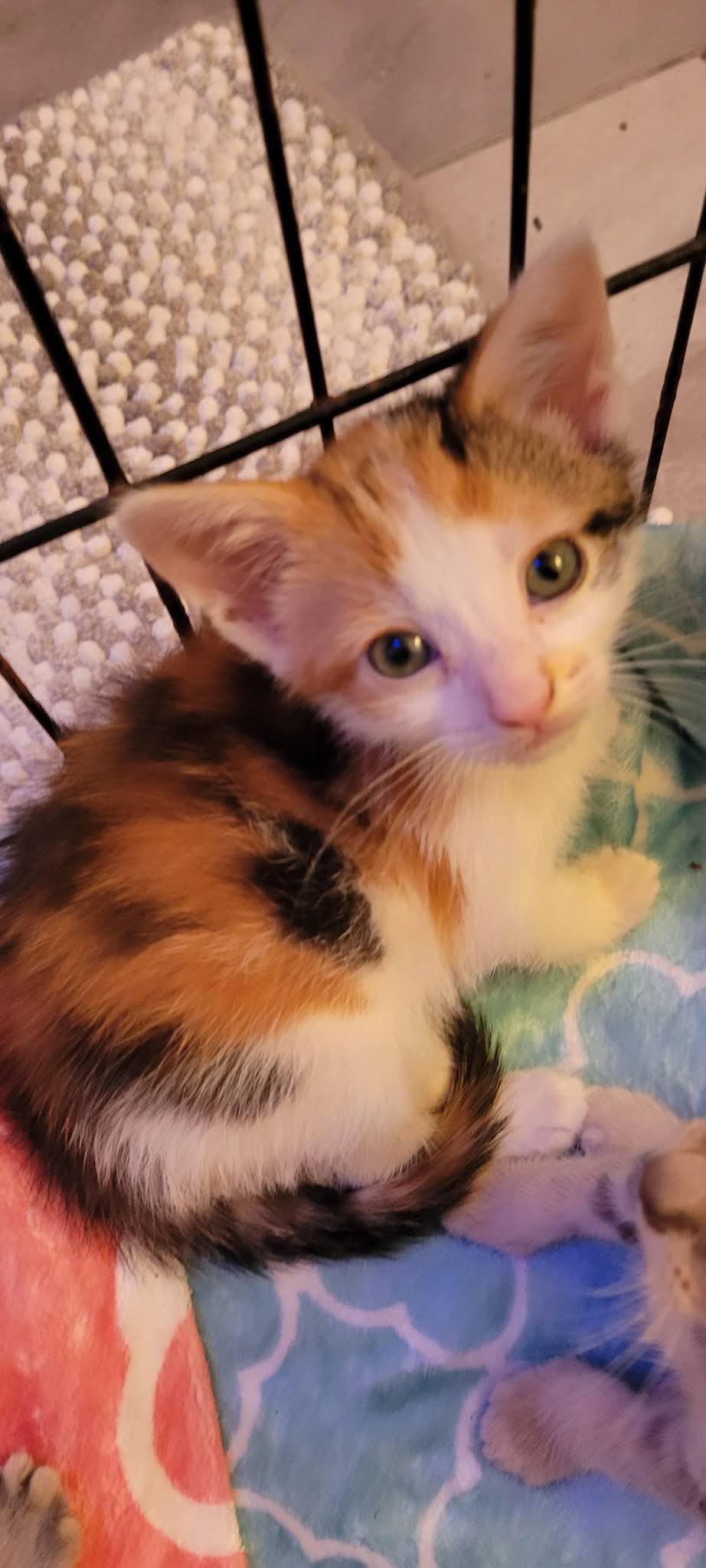 Kelsey, Adoptable, Kitten Female American Shorthair.