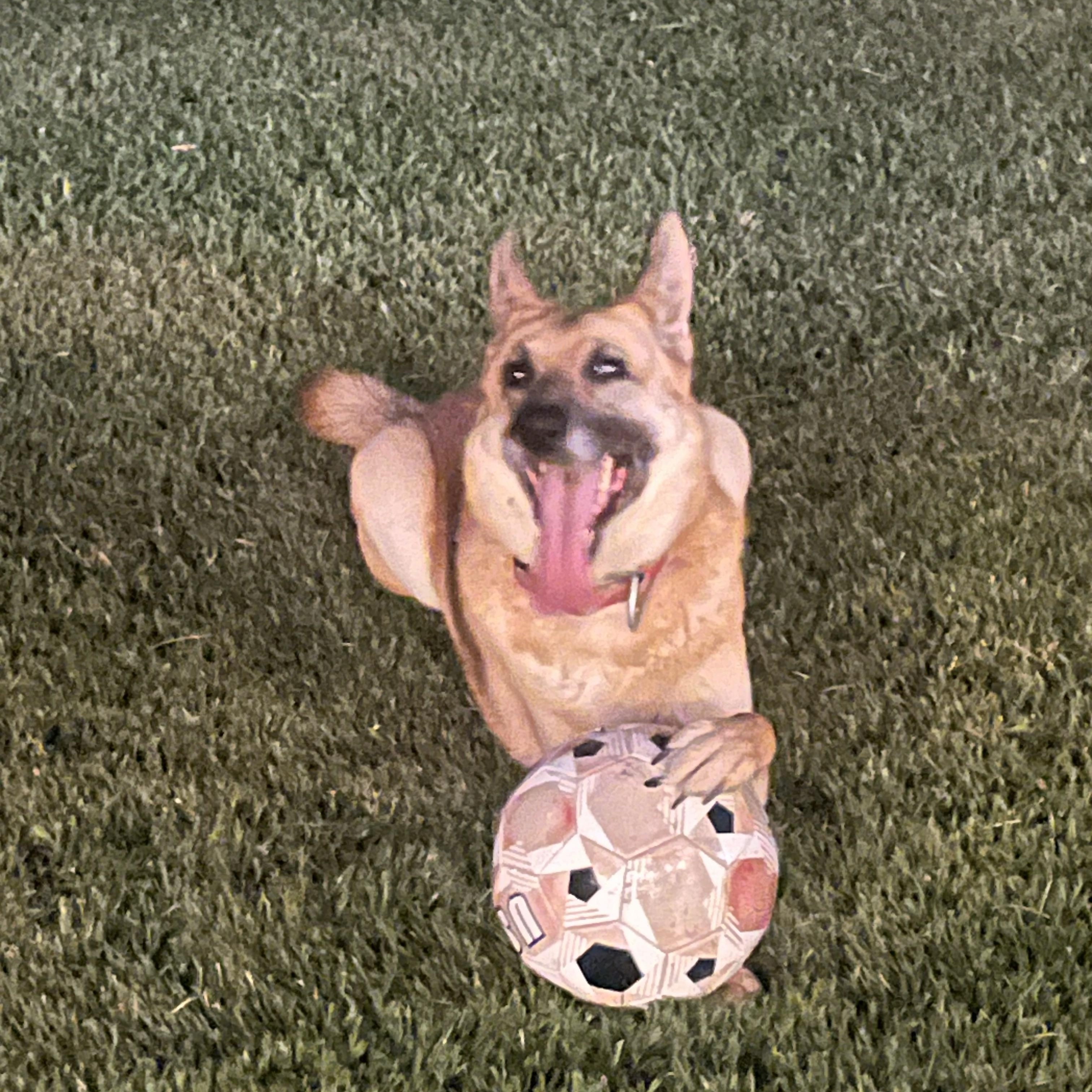 Enlarge Bella, an adoptable German Shepherd Dog in Brentwood, TN image 4/5