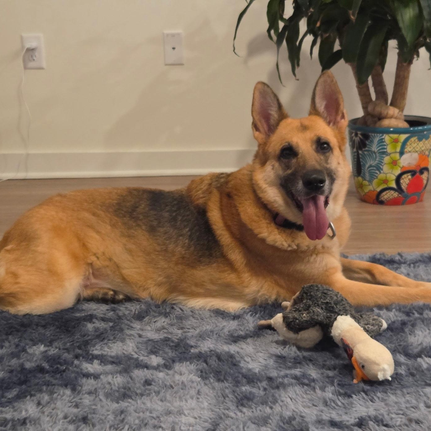 Enlarge Bella, an adoptable German Shepherd Dog in Brentwood, TN image 3/5