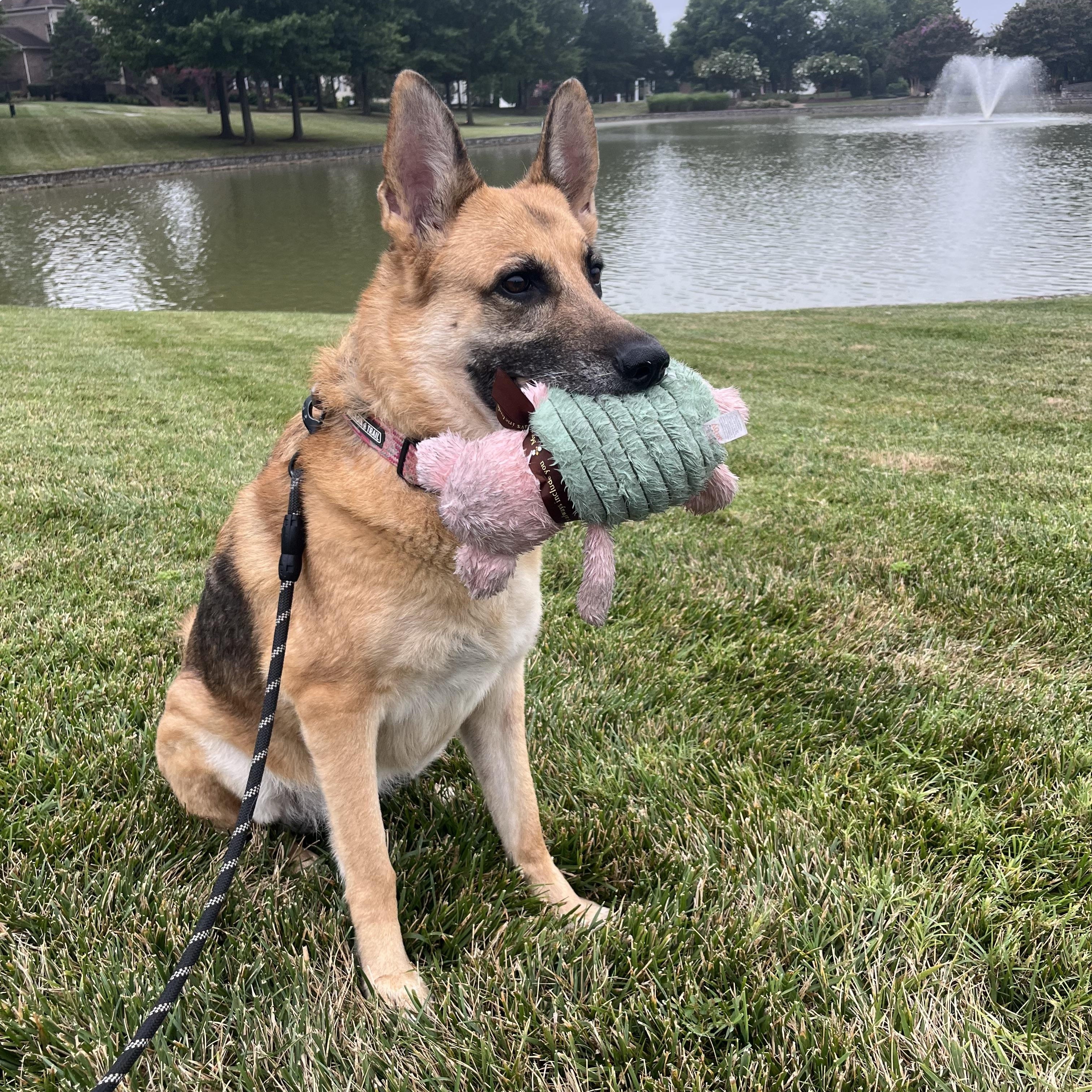 Enlarge Bella, an adoptable German Shepherd Dog in Brentwood, TN image 2/5