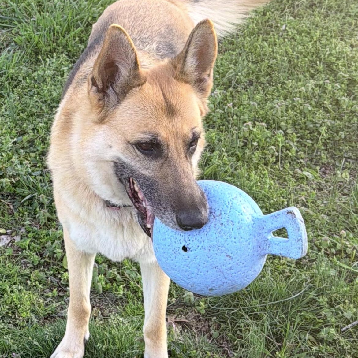 Enlarge Bella, an adoptable German Shepherd Dog in Brentwood, TN image 5/5