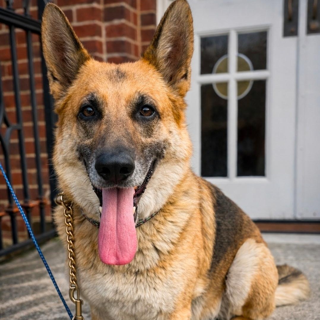 Enlarge Bella, an adoptable German Shepherd Dog in Brentwood, TN image 1/5