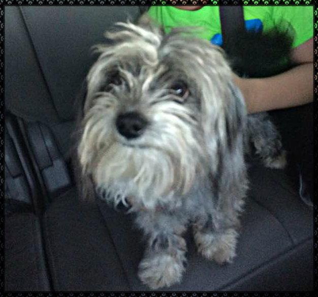 Socks, Adopted, Young Male Poodle.