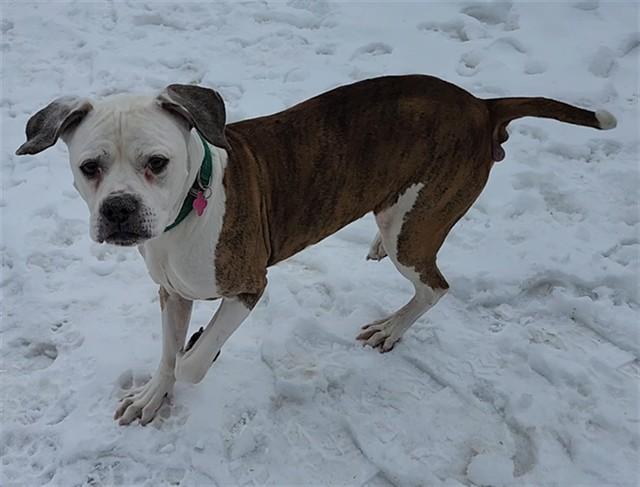 Enlarge DINÉ, a Adoptable mixed breed in Springfield, MA image 1/1