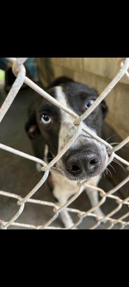 Tonya, Adoptable, Adult Female Shepherd & Mixed Breed.