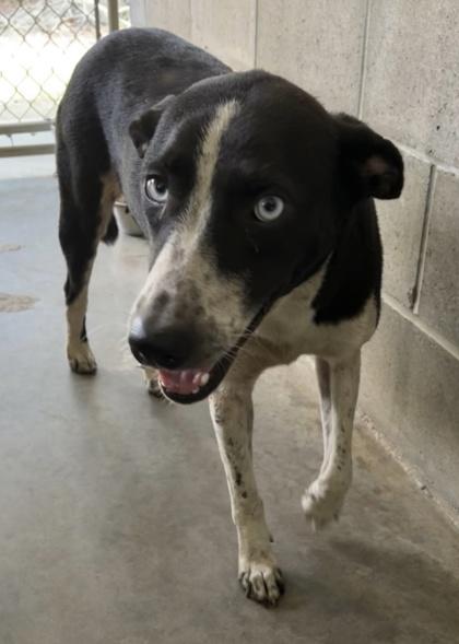 Tonya, Adoptable, Adult Female Shepherd & Mixed Breed.