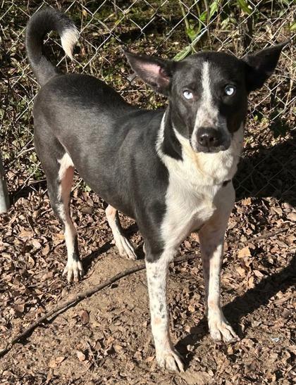 Enlarge Tonya, a Adoptable mixed breed in Moultrie, GA image 1/1