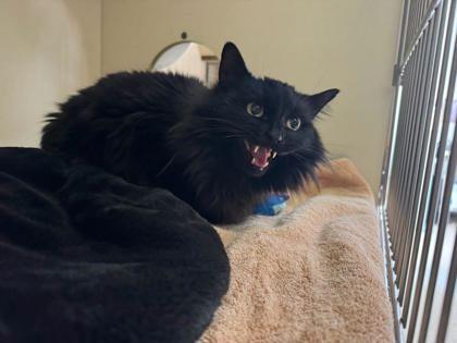 Sparrow, Adoptable, Senior Female Domestic Long Hair & Domestic Short Hair.