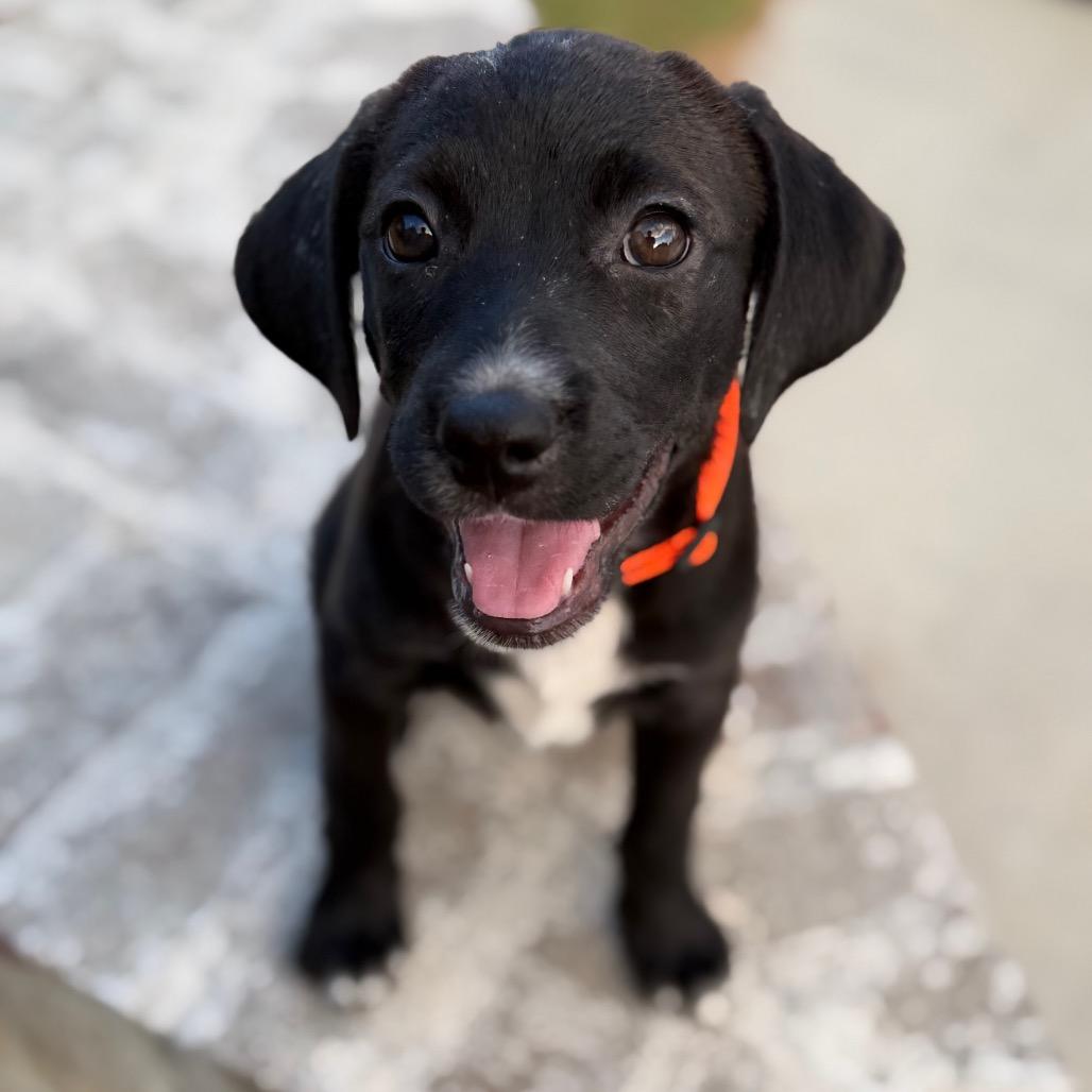 Riesling, Adoptable, Puppy Female Spaniel & Labrador Retriever.
