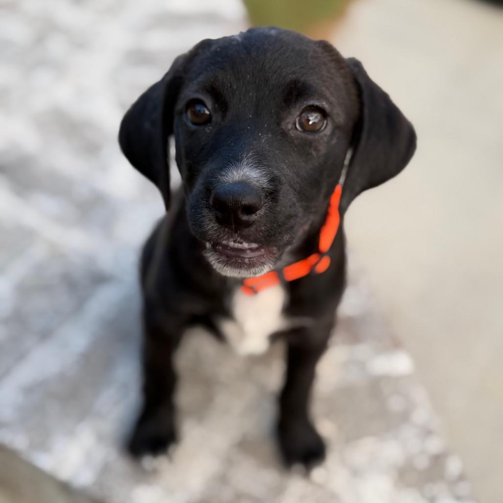 Enlarge Riesling, a Adoptable mixed breed in Baton Rouge, LA image 2/6