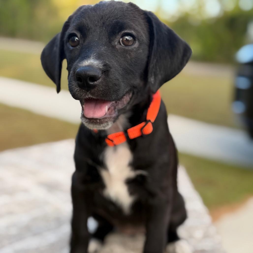 Enlarge Riesling, a Adoptable mixed breed in Baton Rouge, LA image 3/6
