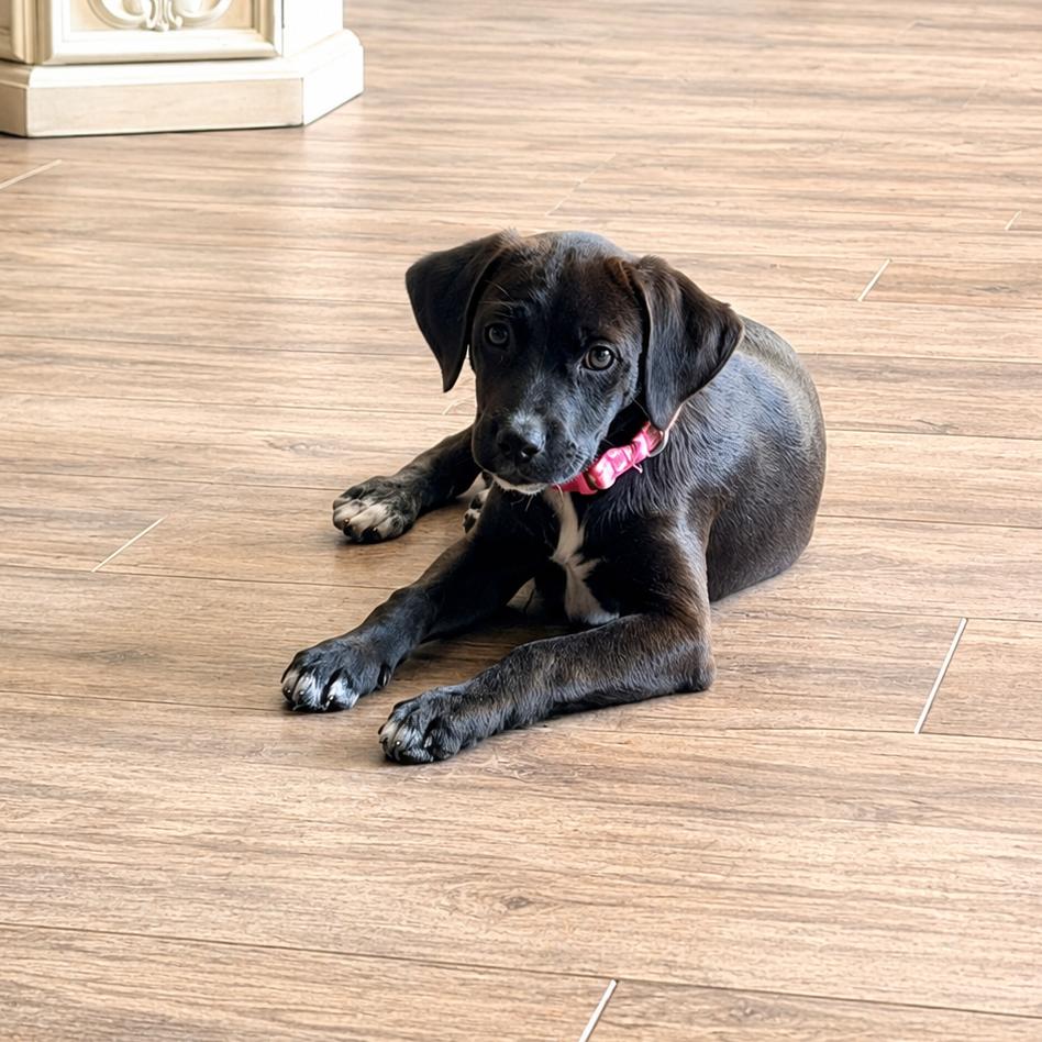 Enlarge Riesling, a Adoptable mixed breed in Baton Rouge, LA image 4/6