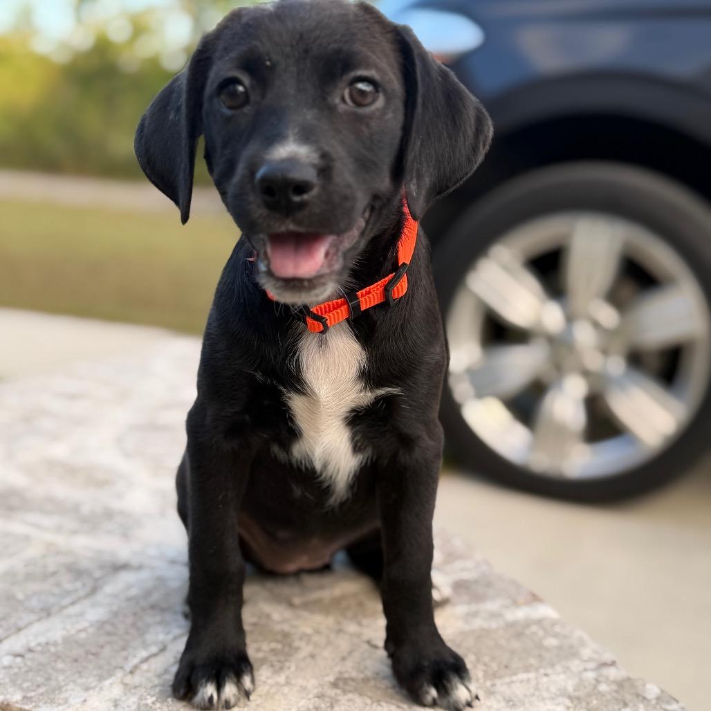 Enlarge Riesling, a Adoptable mixed breed in Baton Rouge, LA image 5/6