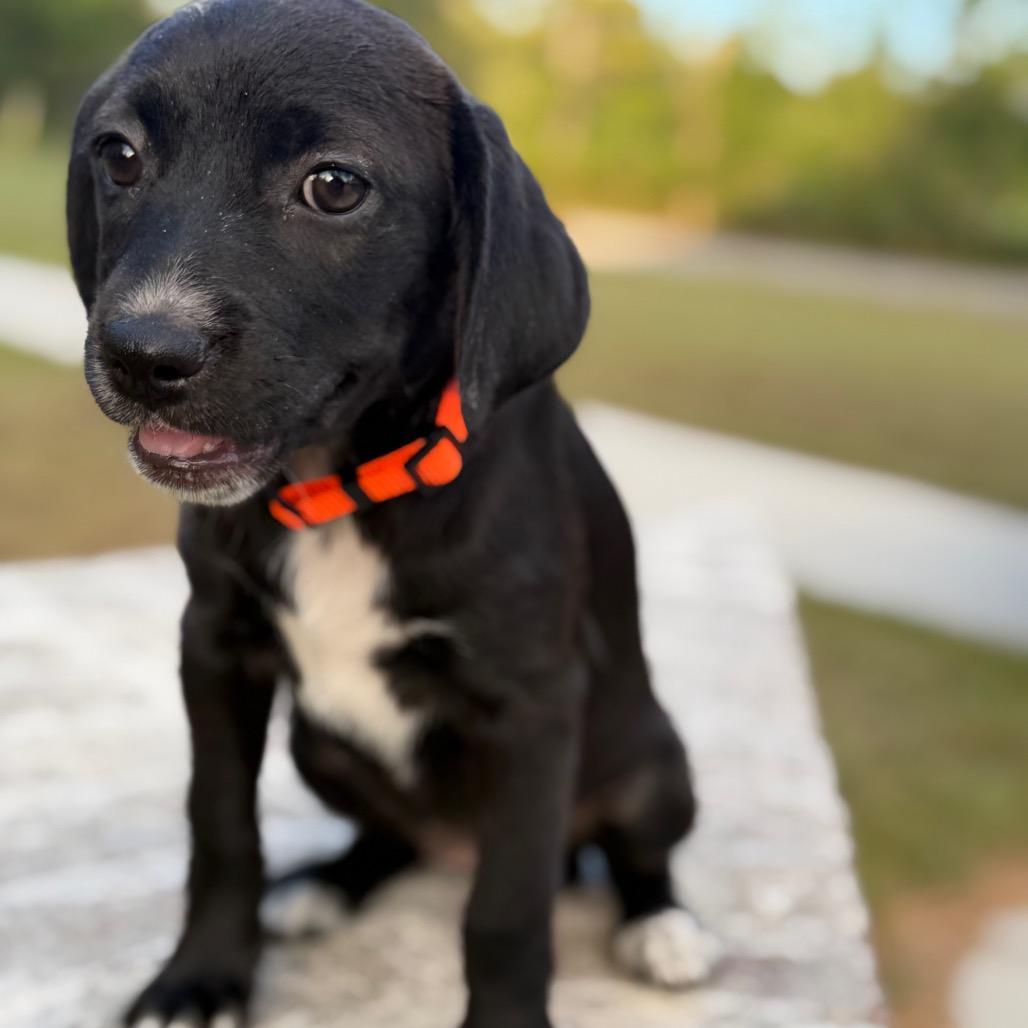 Enlarge Riesling, a Adoptable mixed breed in Baton Rouge, LA image 6/6
