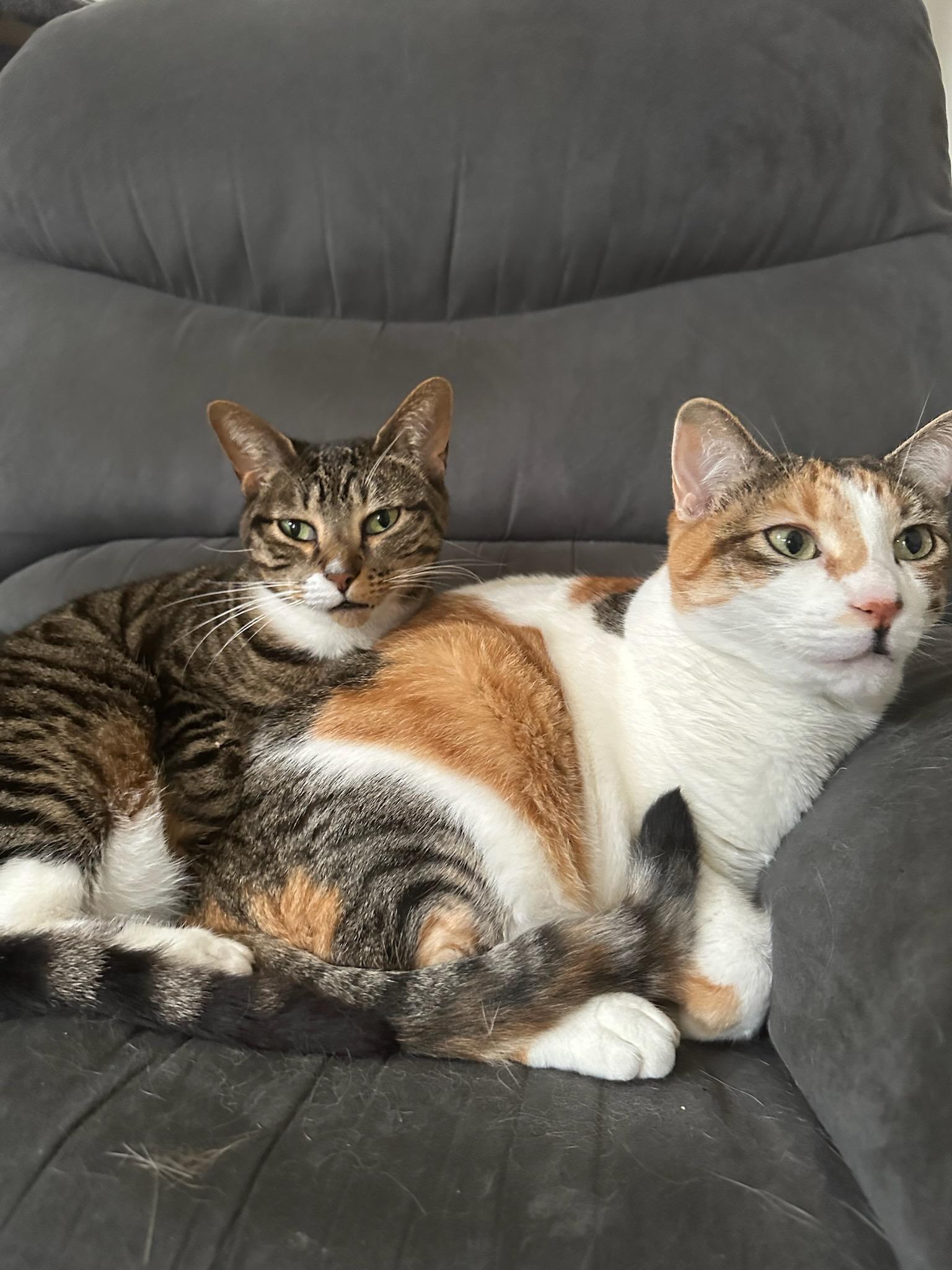 Crystal & Nina -----URGENT