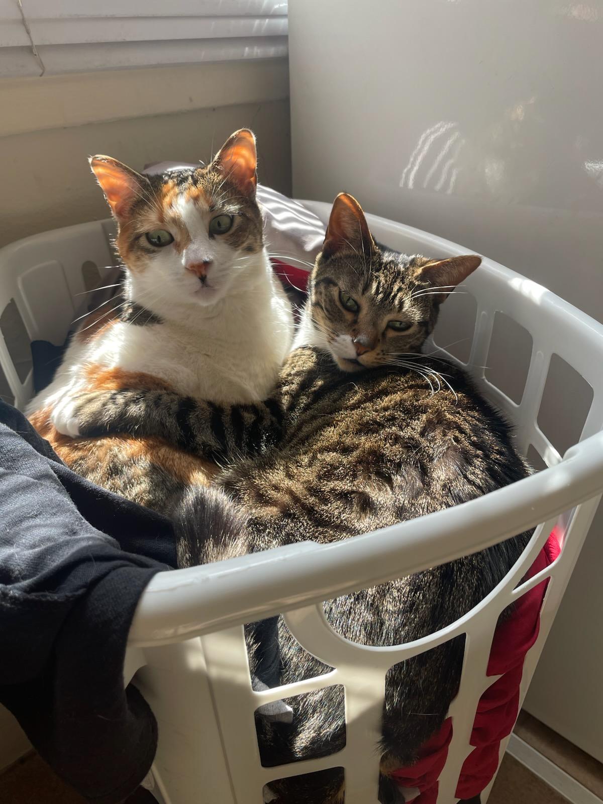 Crystal & Nina -----URGENT