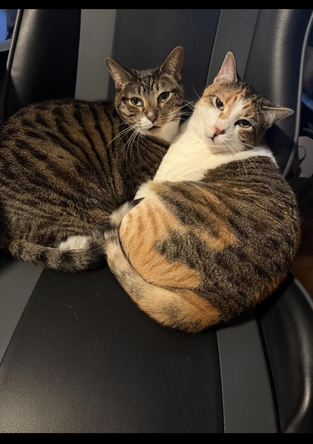 Crystal & Nina -----URGENT