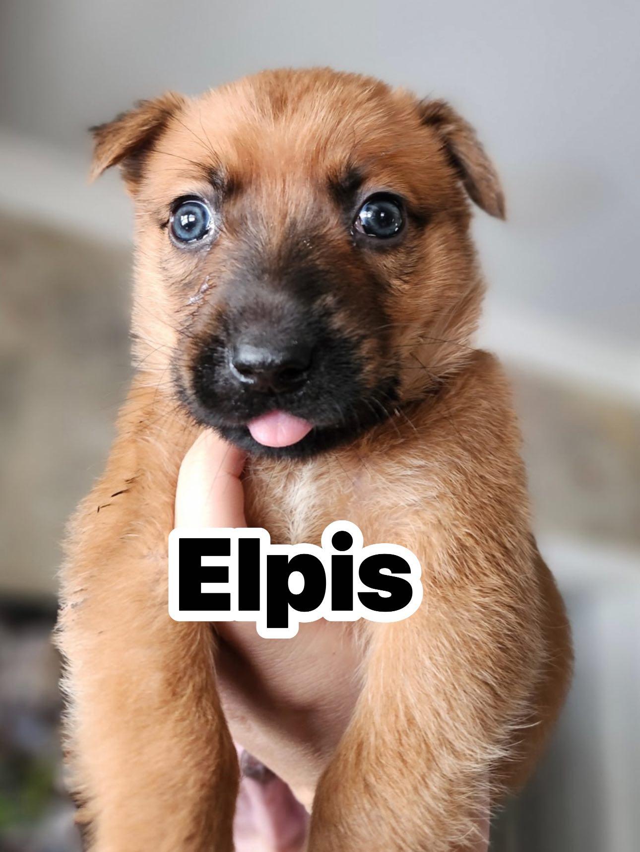 Elpis, ADOPTABLE, Puppy Male Jack Russell Terrier.