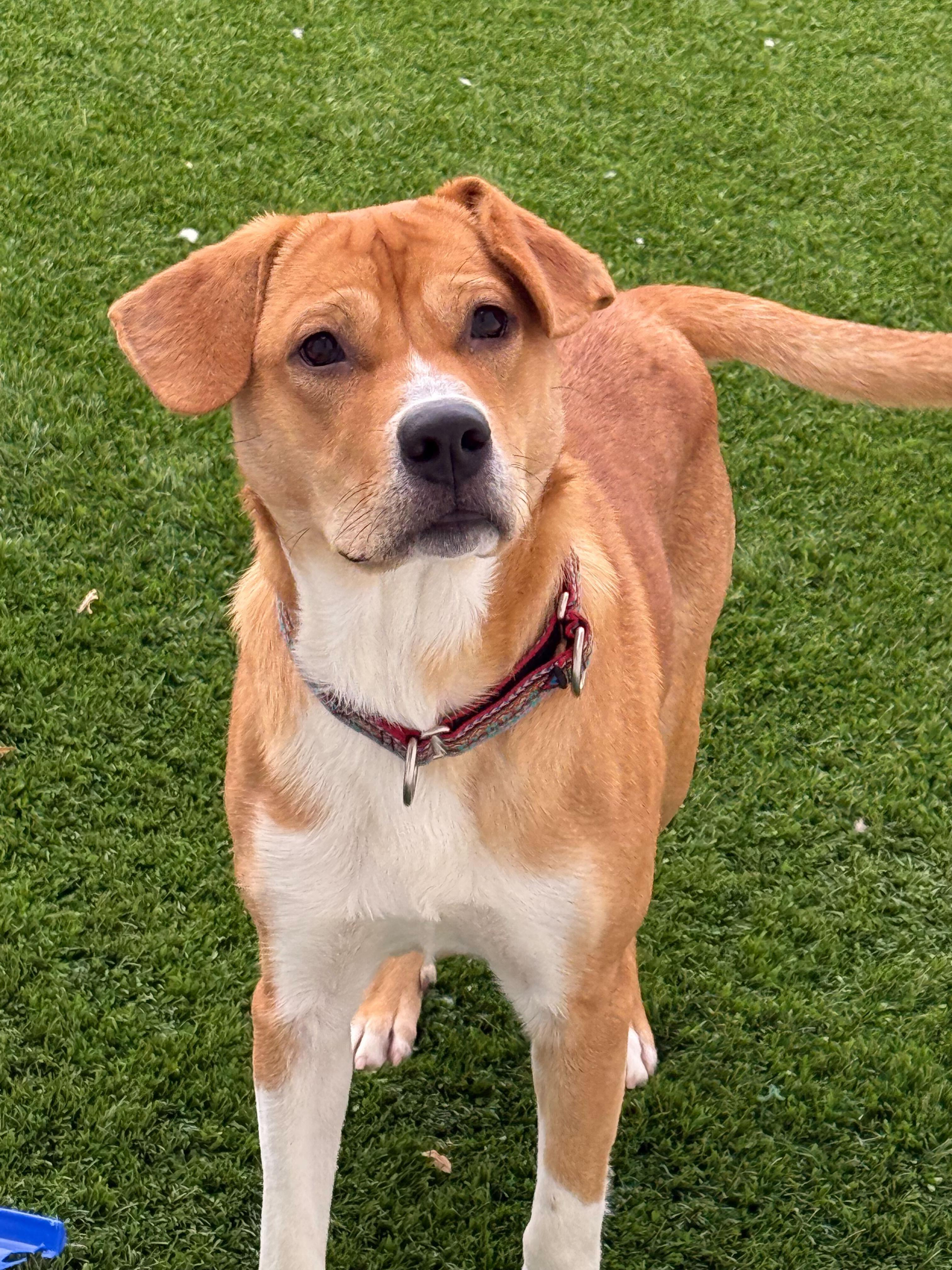 Enlarge Jasper, a ADOPTABLE mixed breed in Queenstown, MD image 3/4