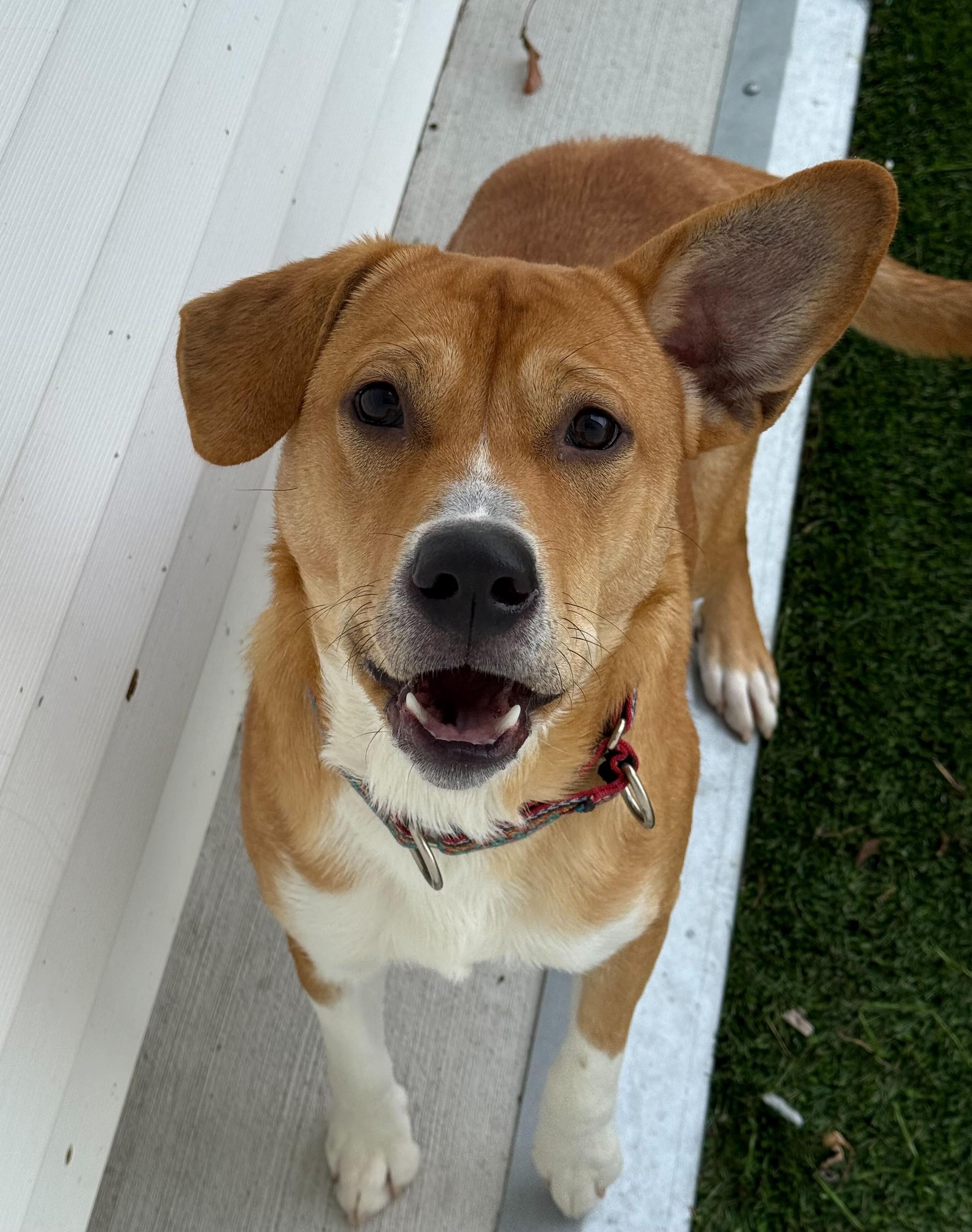 Enlarge Jasper, a ADOPTABLE mixed breed in Queenstown, MD image 1/4
