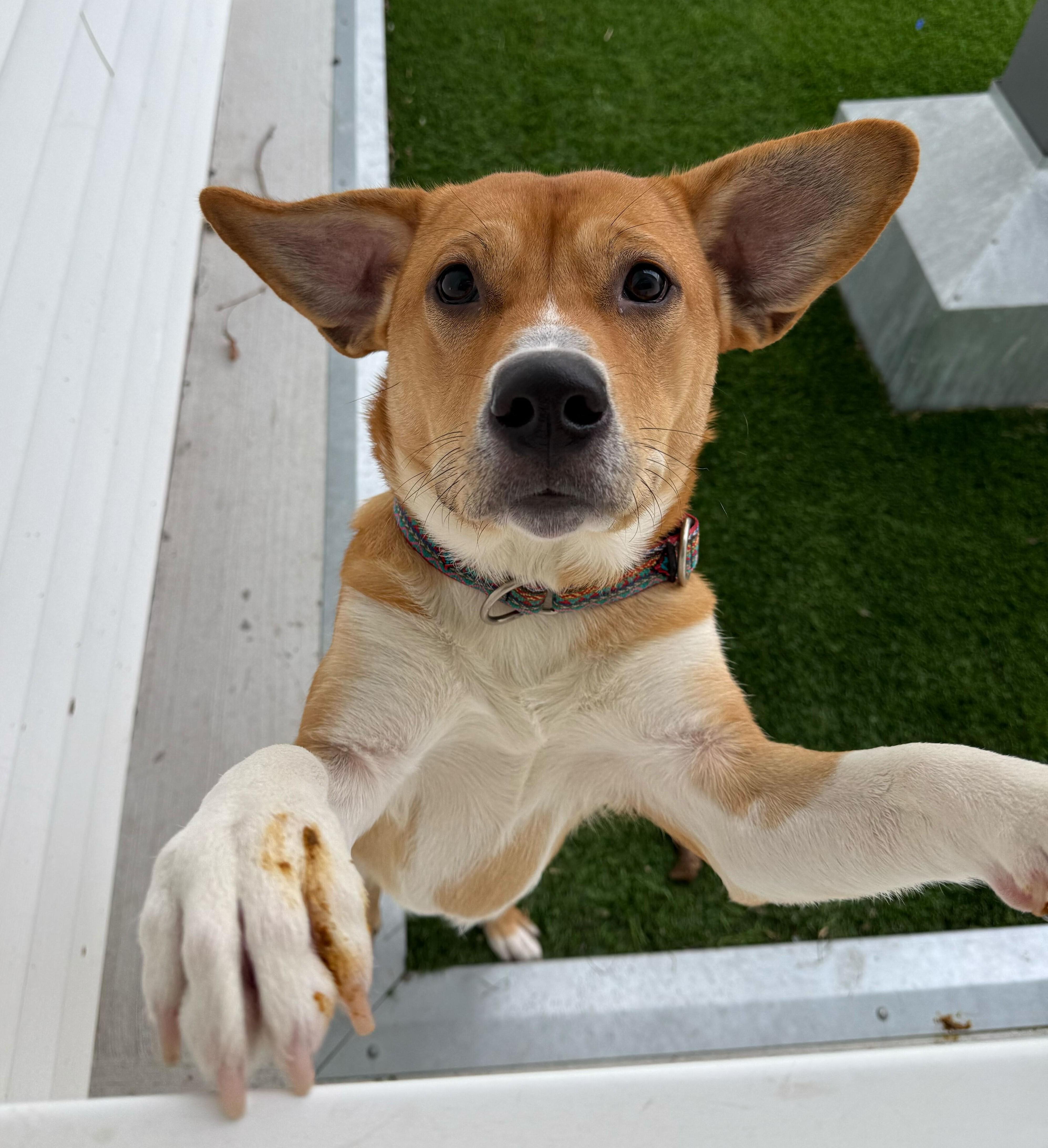 Enlarge Jasper, a ADOPTABLE mixed breed in Queenstown, MD image 4/4