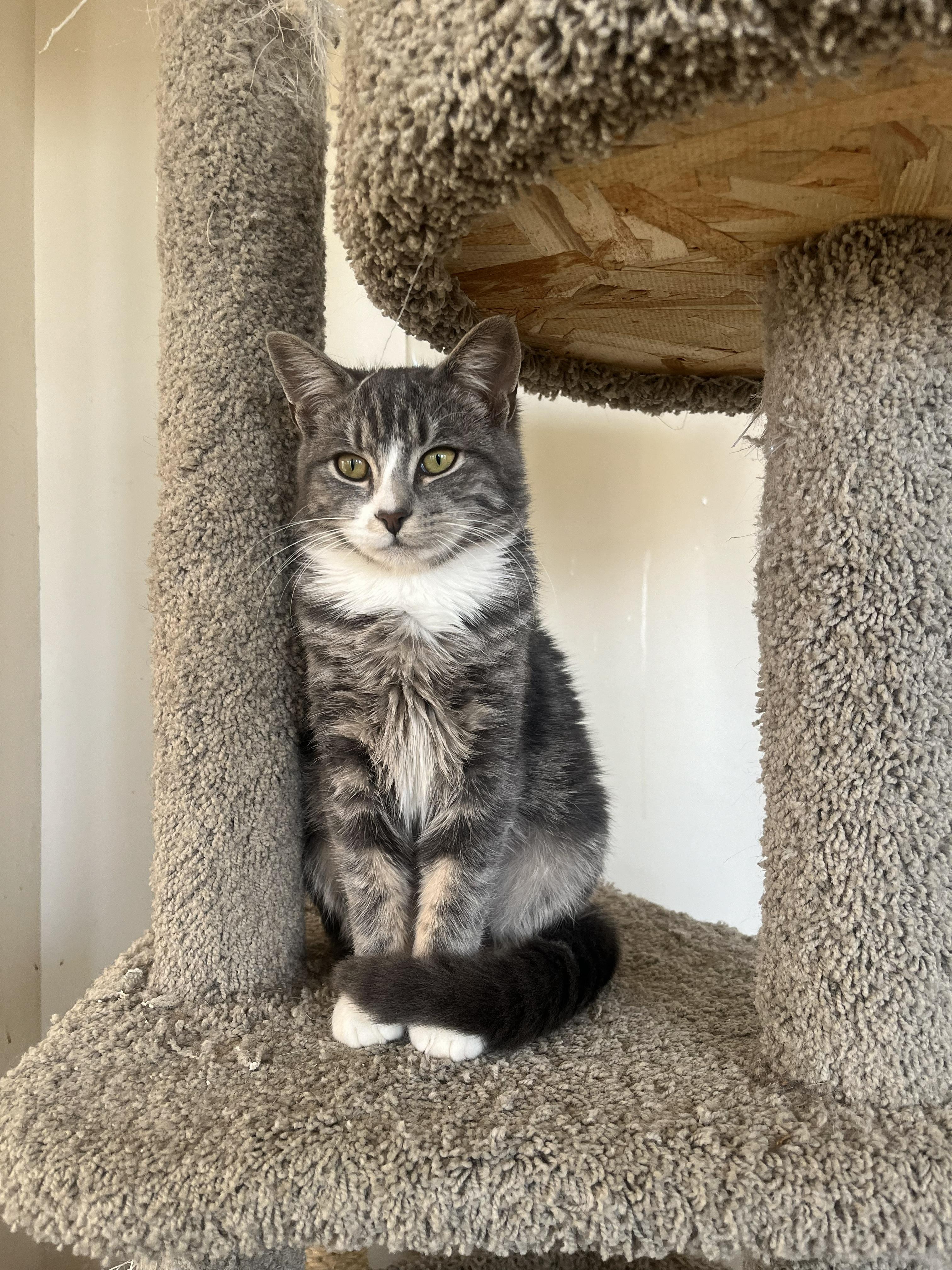 Enlarge Rowan, an adopted Domestic Short Hair in Roslindale, MA image 1/3