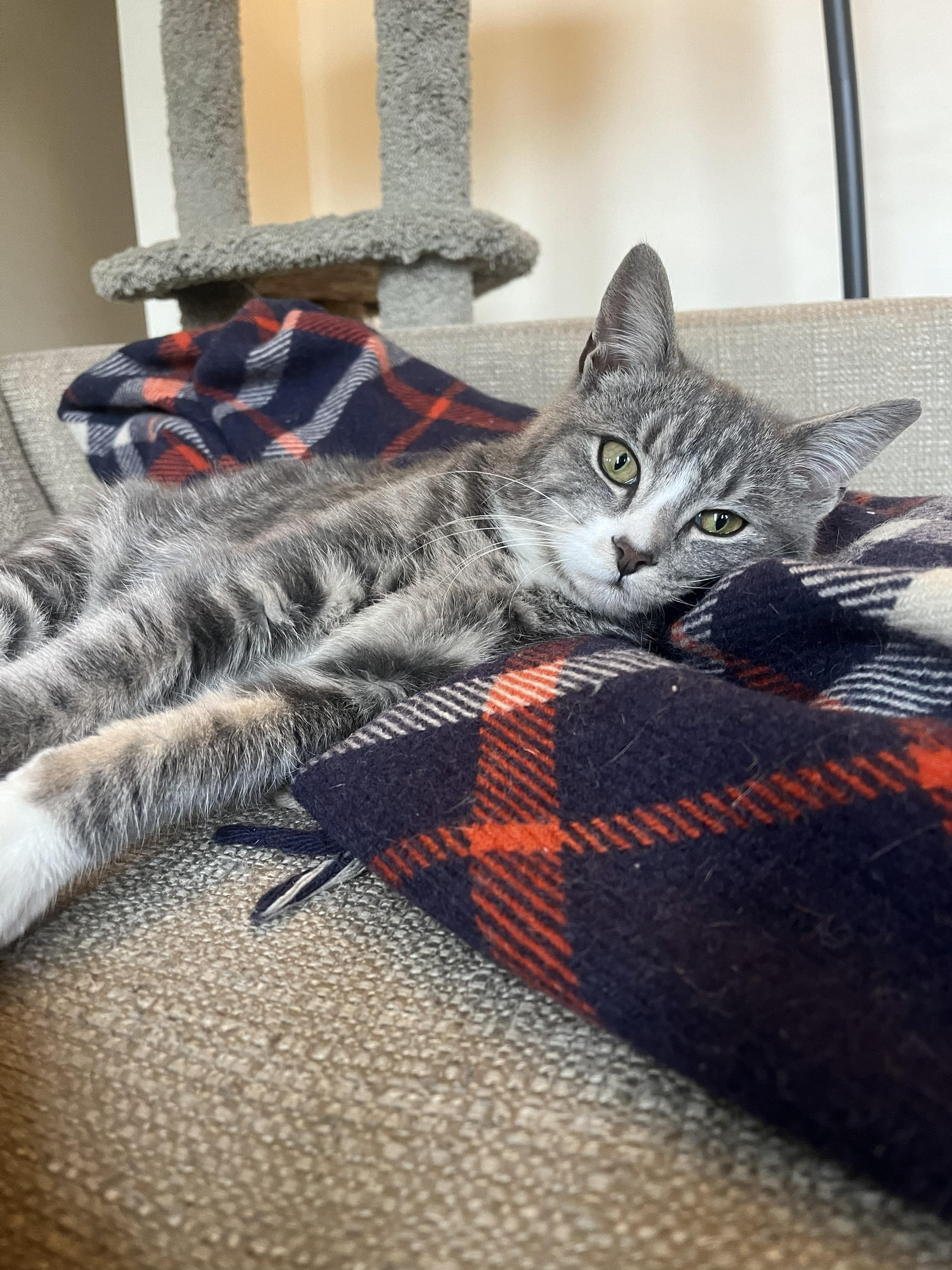 Enlarge Rowan, an adopted Domestic Short Hair in Roslindale, MA image 2/3