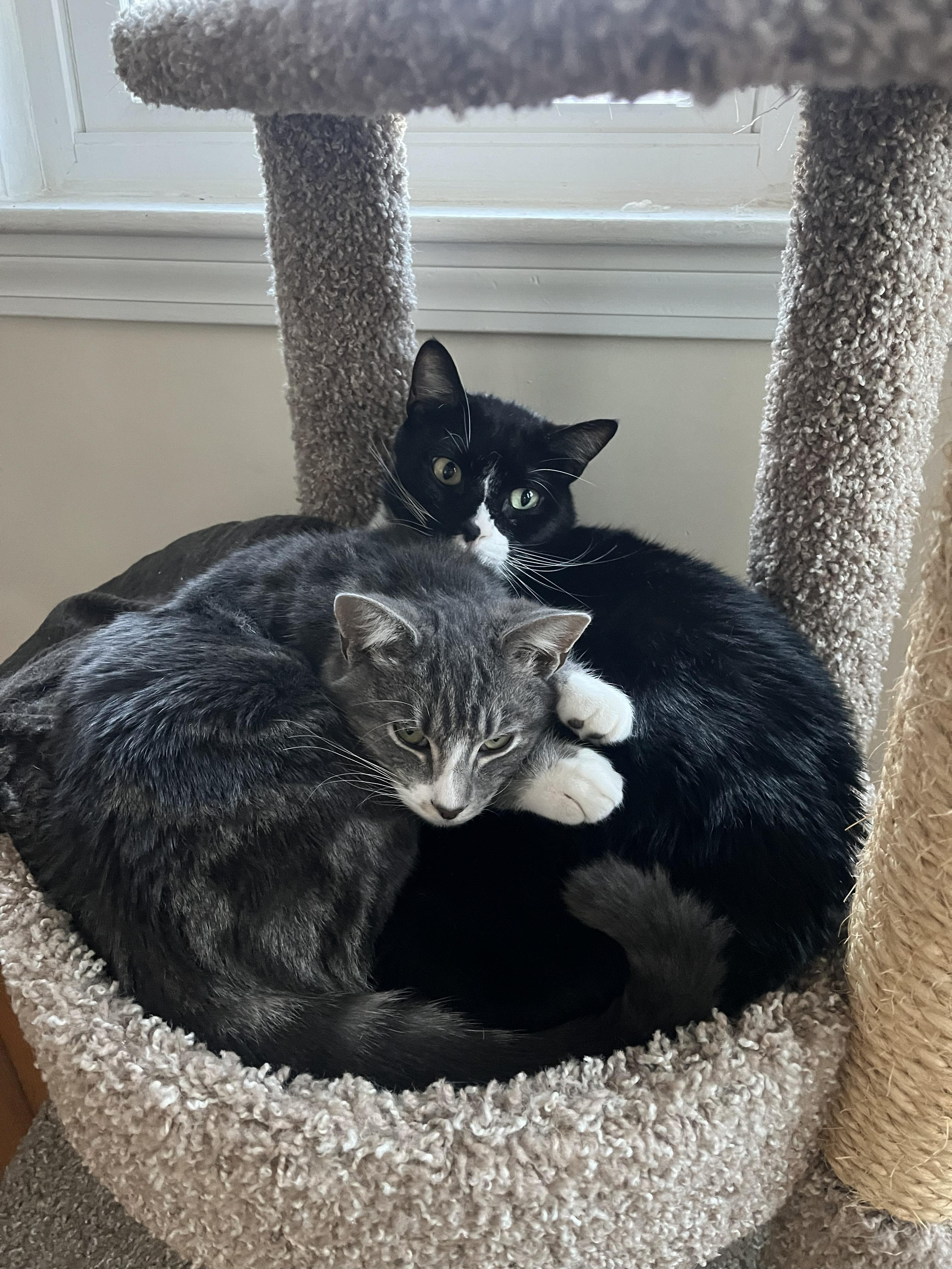 Enlarge Rowan, an adopted Domestic Short Hair in Roslindale, MA image 3/3