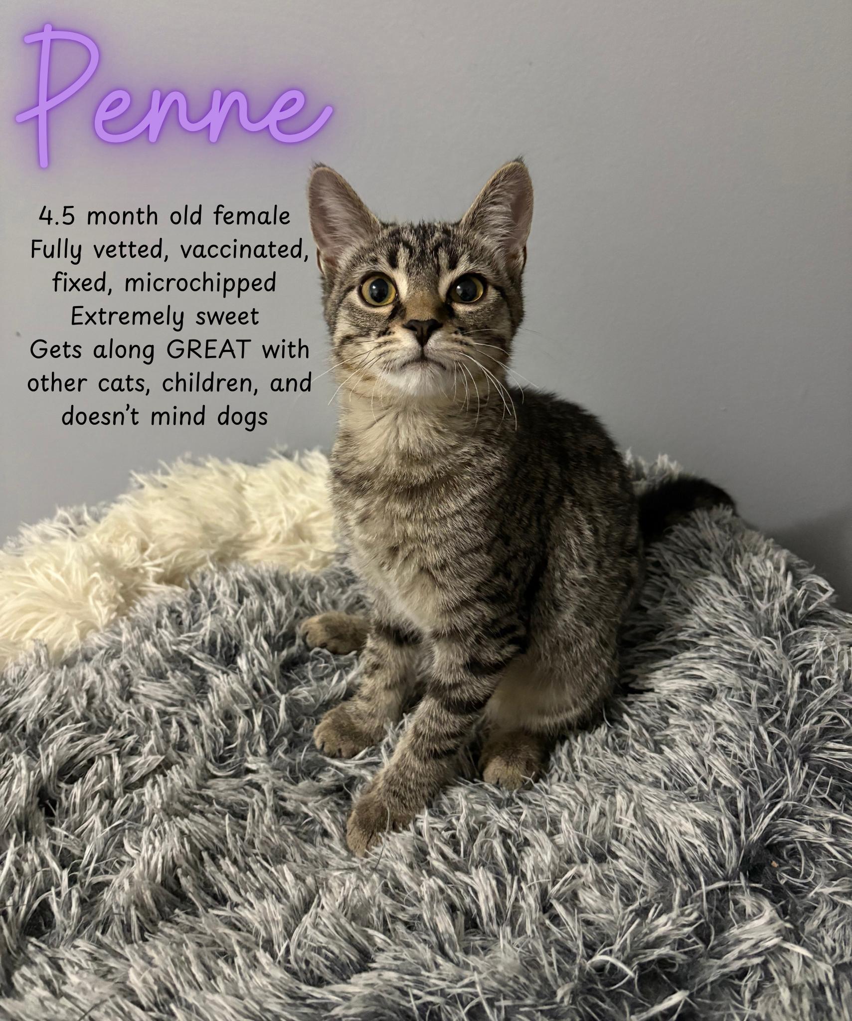 Penne, Adoptable, Kitten Female Domestic Short Hair.