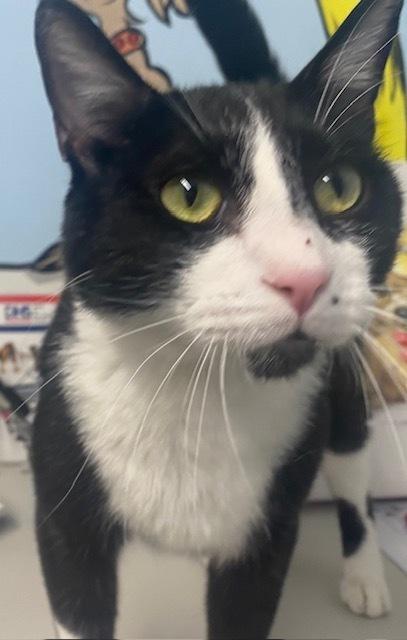 Enlarge Ozzy, a Adoptable mixed breed in Stockton, CA image 1/1
