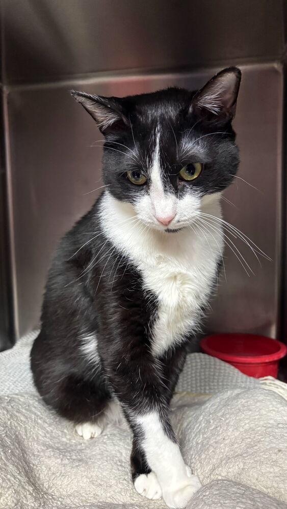 Ozzy, a Adoptable mixed breed in Stockton, CA image 2/2