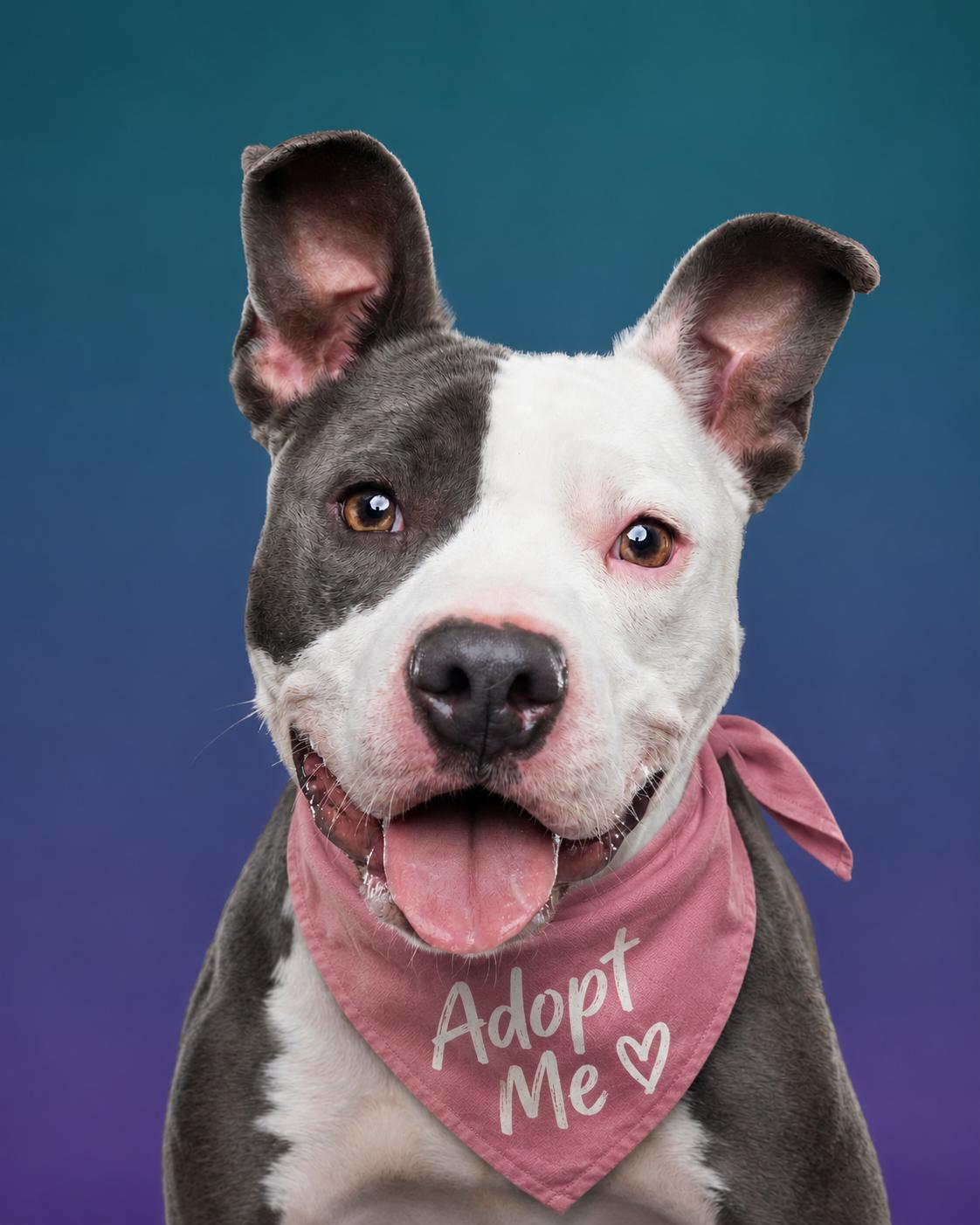 Enlarge James (aka Bunny), a Adoptable Pit Bull Terrier in Valley Village, CA image 1/6