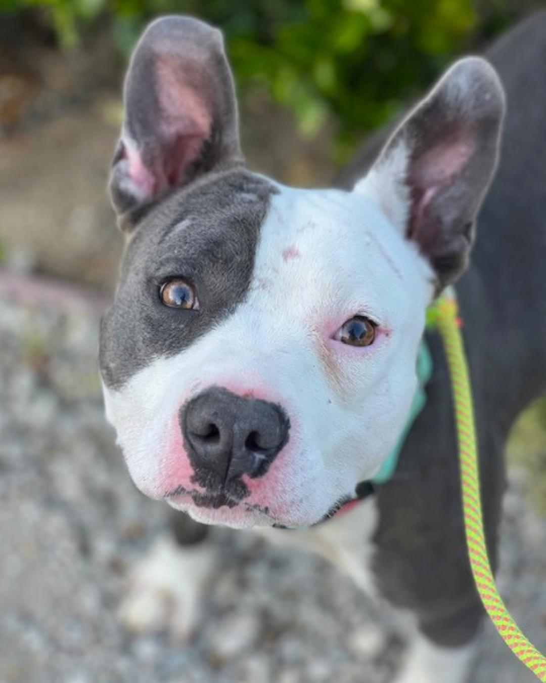 James (aka Bunny), Adoptable, Young Male Pit Bull Terrier.