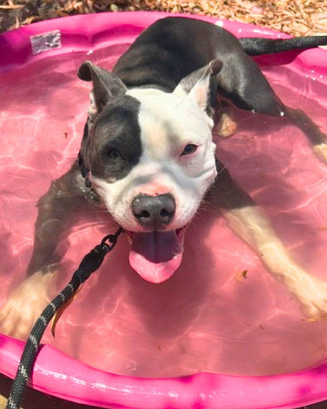 Enlarge James (aka Bunny), a Adoptable Pit Bull Terrier in Valley Village, CA image 5/6
