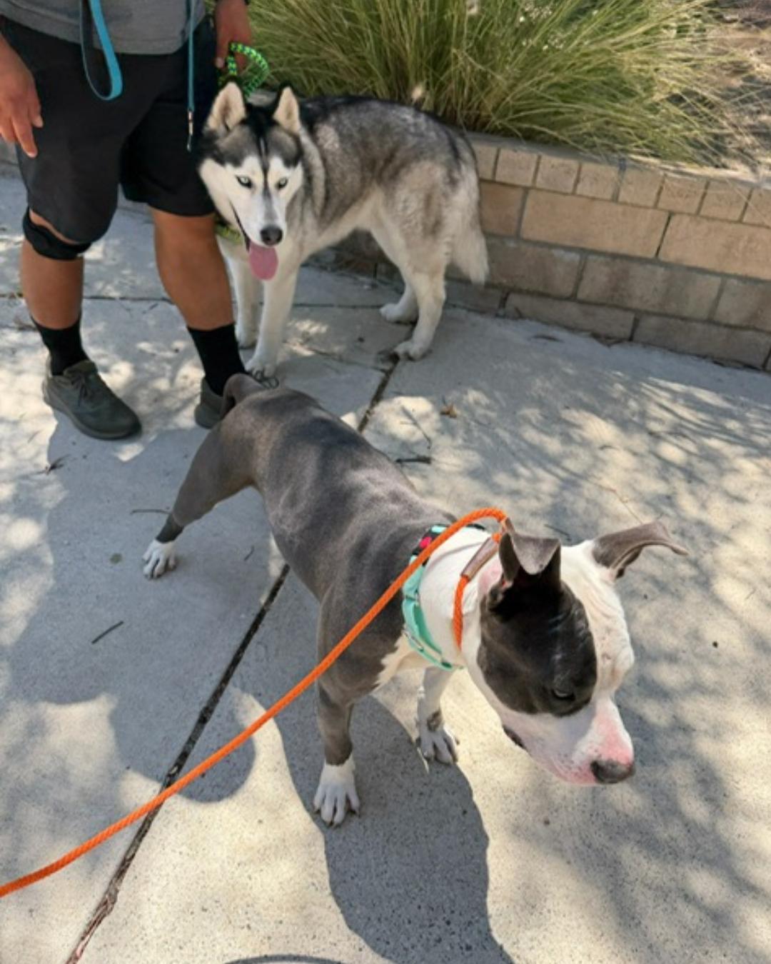 Enlarge James (aka Bunny), a Adoptable Pit Bull Terrier in Valley Village, CA image 6/6