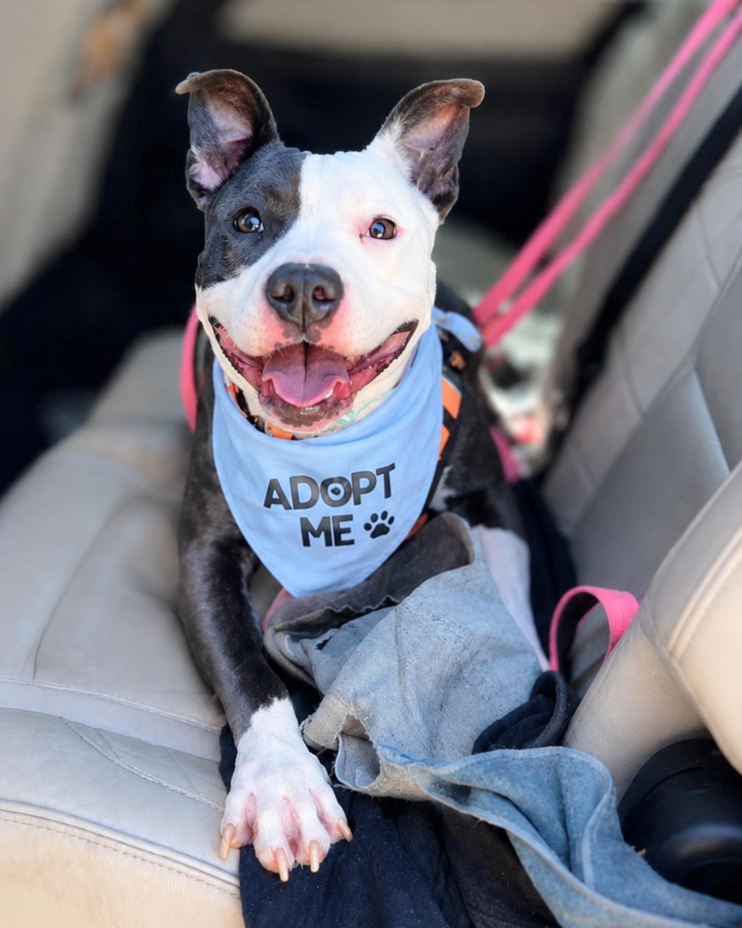 Enlarge James (aka Bunny), a Adoptable Pit Bull Terrier in Valley Village, CA image 3/6