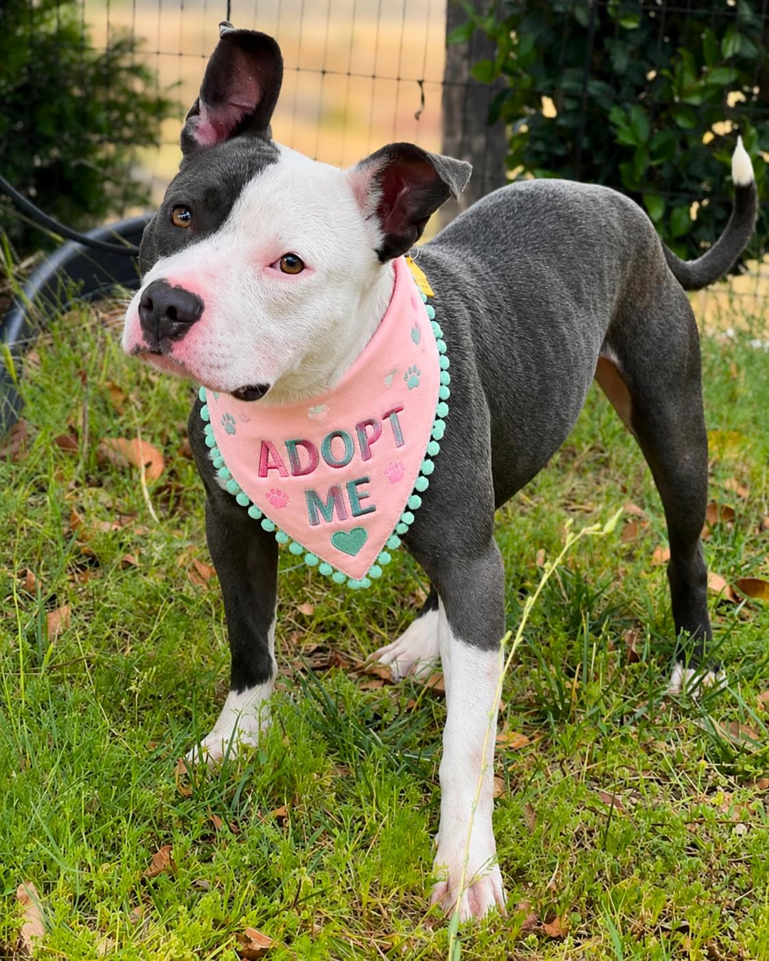 Enlarge James (aka Bunny), a Adoptable Pit Bull Terrier in Valley Village, CA image 4/6